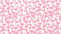 Mini flamingo's
