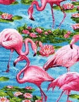 Flamingo's turquoise